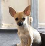 Piesek rasy Chihuahua