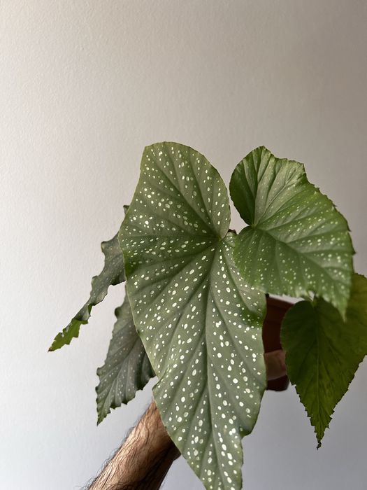 Begonias maculata, diadema, carolina