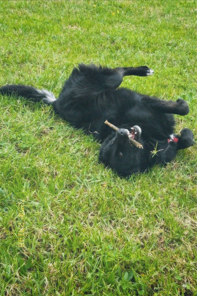 Pet sitter/ Dog walker
