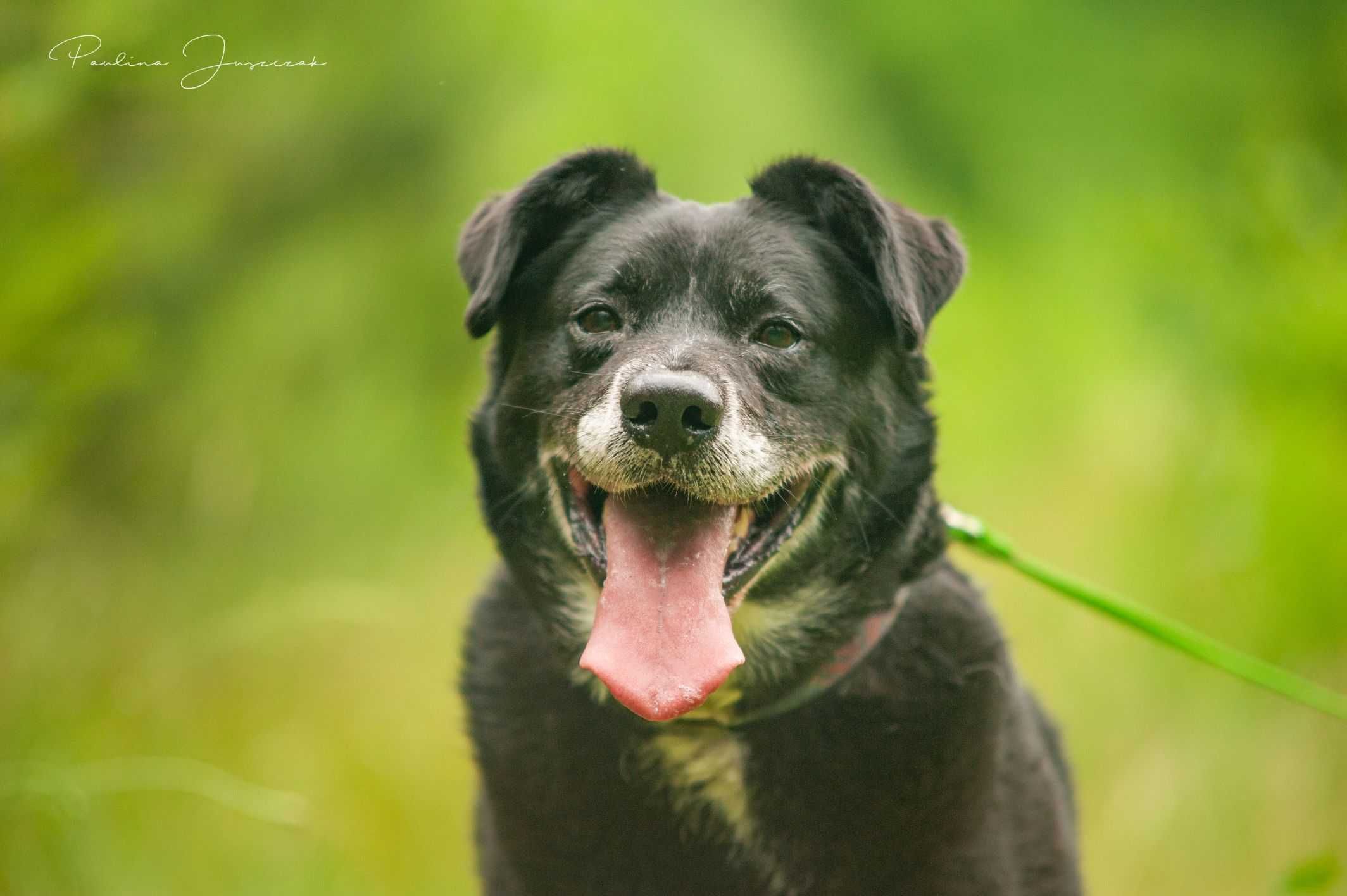 Nie ma drugiego takiego jak on! Michaś do adopcji!