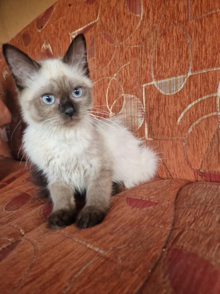 Ragdoll rag kocurek