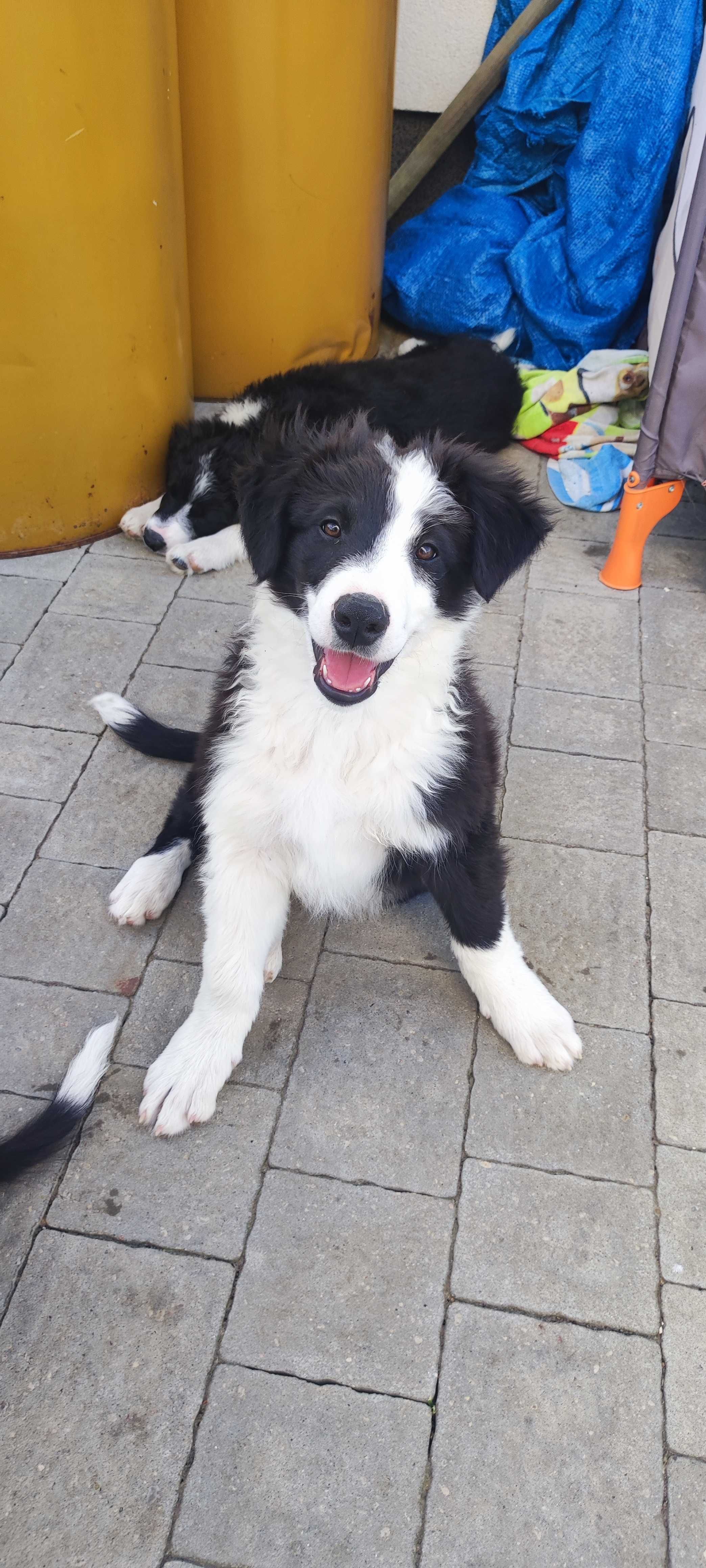 Piesek Border Collie - Bruno