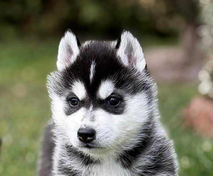 Siberian husky suczka odbior grudzień ZKwP FCI