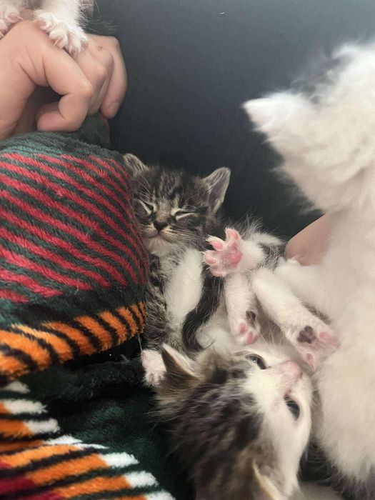 3 kotki szukają ciepłegoi kochajacego domu