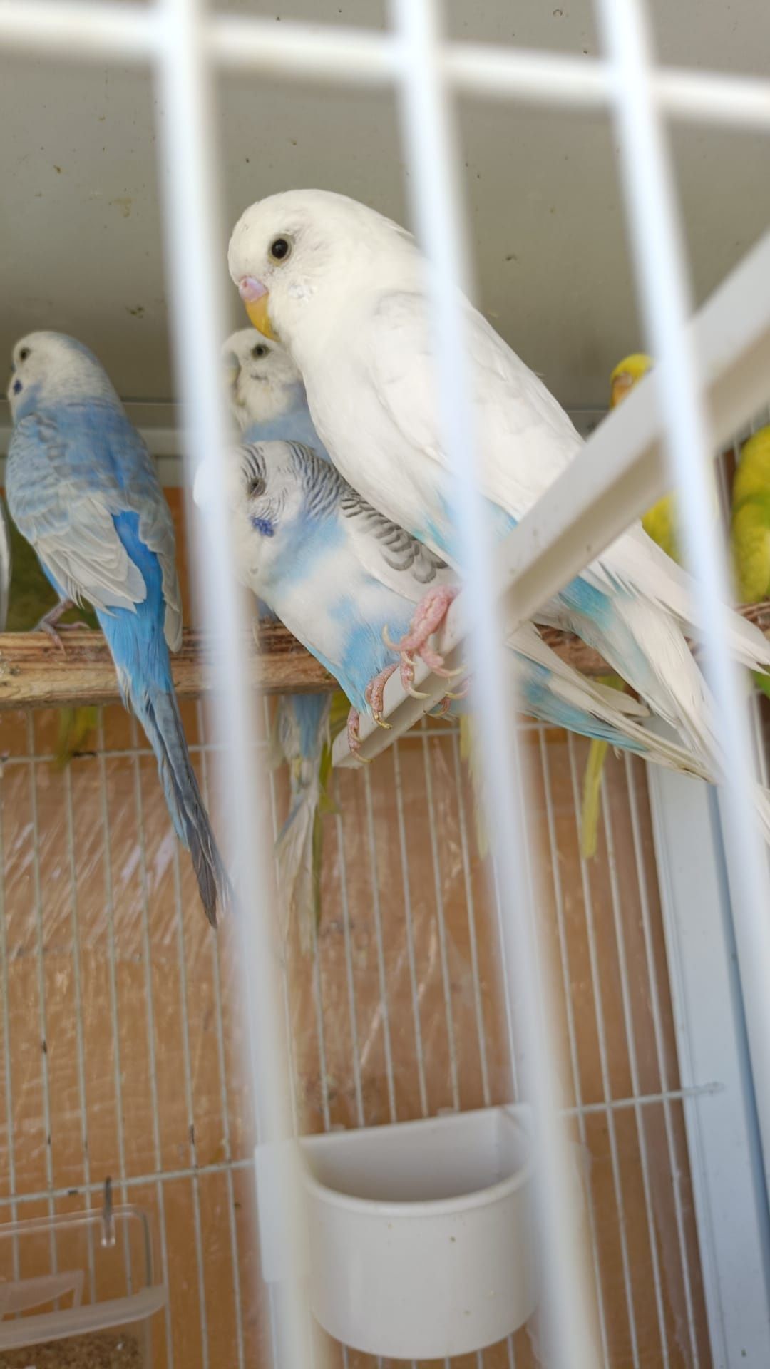 Casal piriquitos - criadores