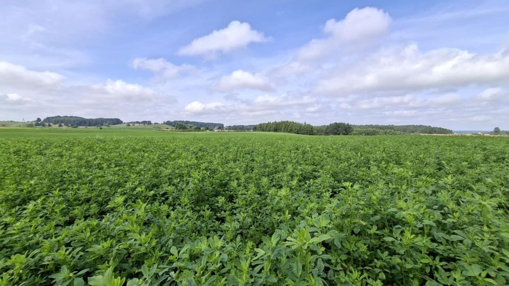 Sprzedam bele lucerny