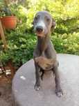 WHIPPET niebieskie ZKwP FCI