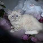 Ragdoll urocza kotka hodowlana po Championie, FPL, FIFE