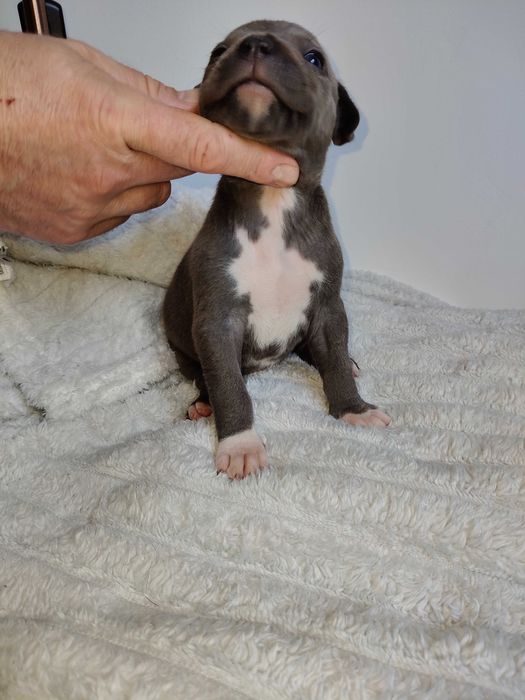 American Staffordshire Terrier - hodowla Błękitny z Kujaw - SUCZKA 1