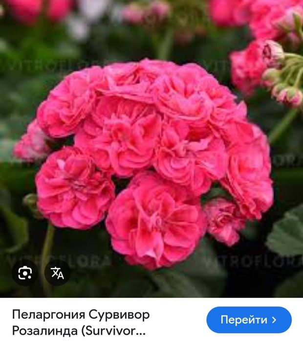 Пеларгонія ( тюльпанки, розебудки, ампель)