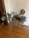 Monstera variegata duża