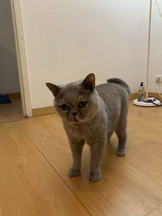 British shorthair adopção responsável