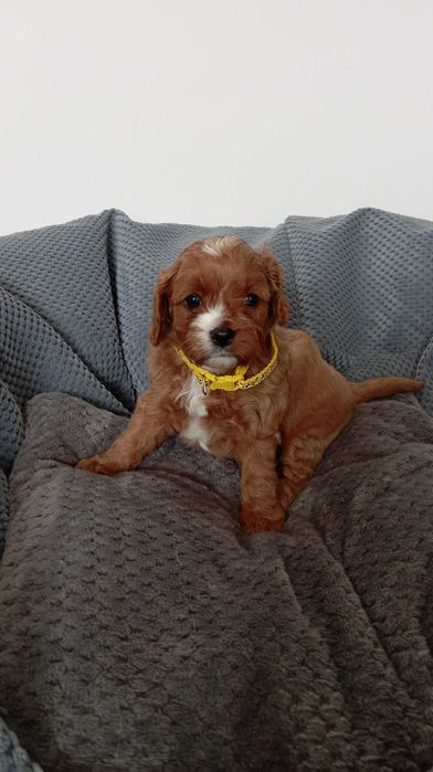 Cavapoo szczeniak