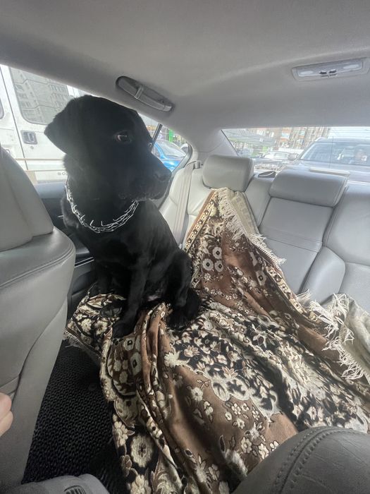 Шукаємо наречену лабрадору