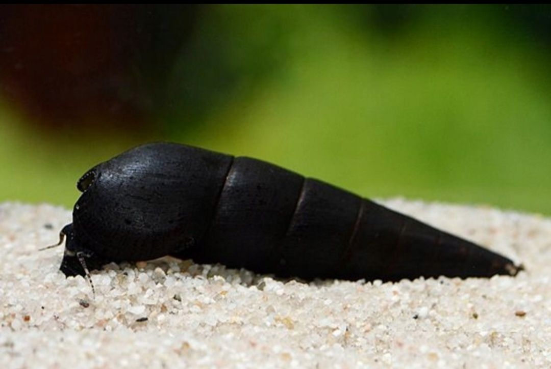 Tylomelania Black Devil