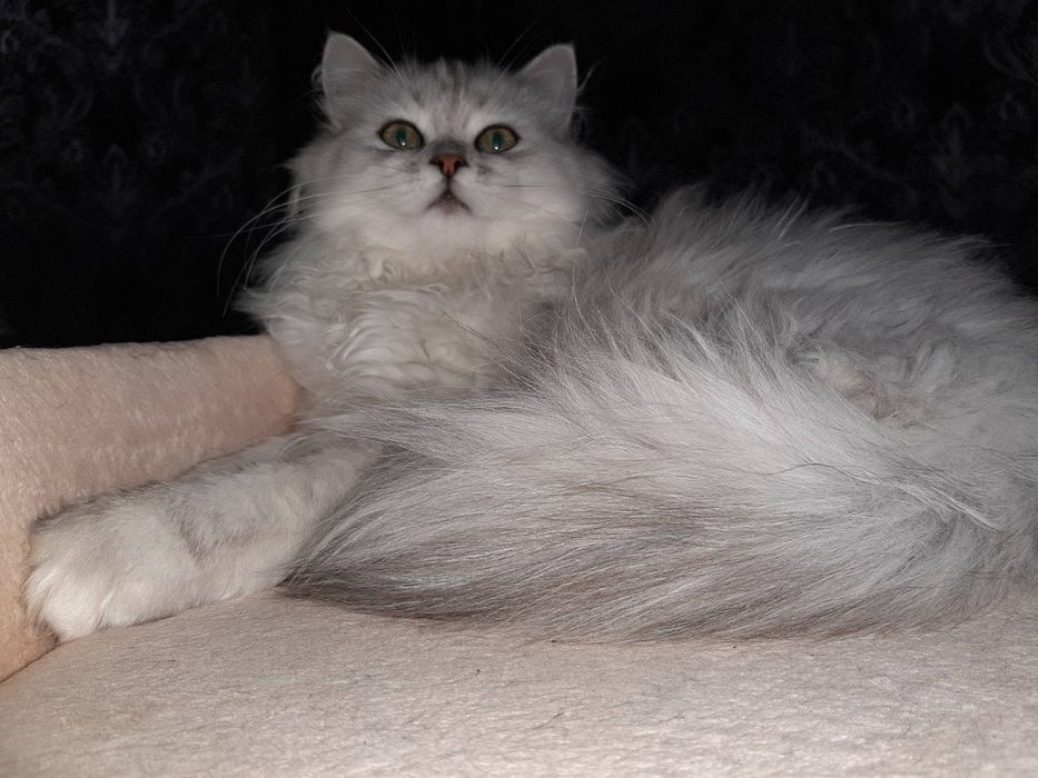 Вязка кошечек,на территории кота