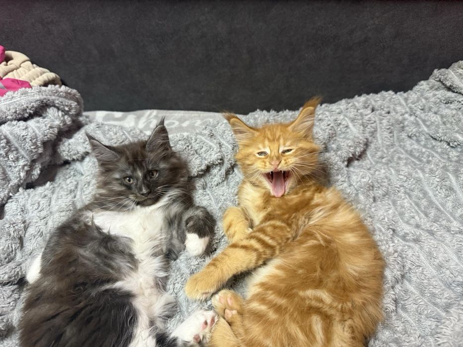 Продаю котят Мейн Кун