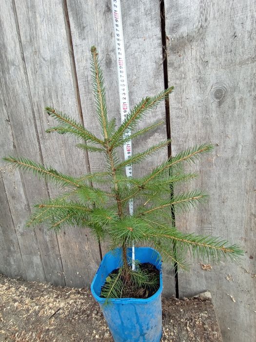 Świerk pospolity/srebrny sosna czarna