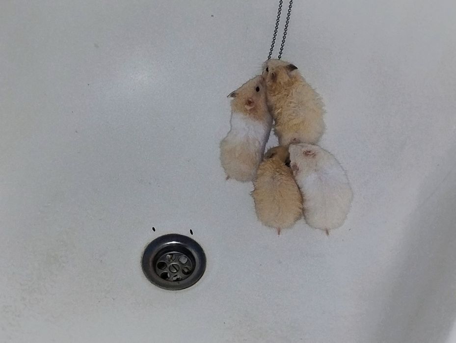 Хом'як Сирійський красиві кольори