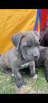 Cane corso italiano