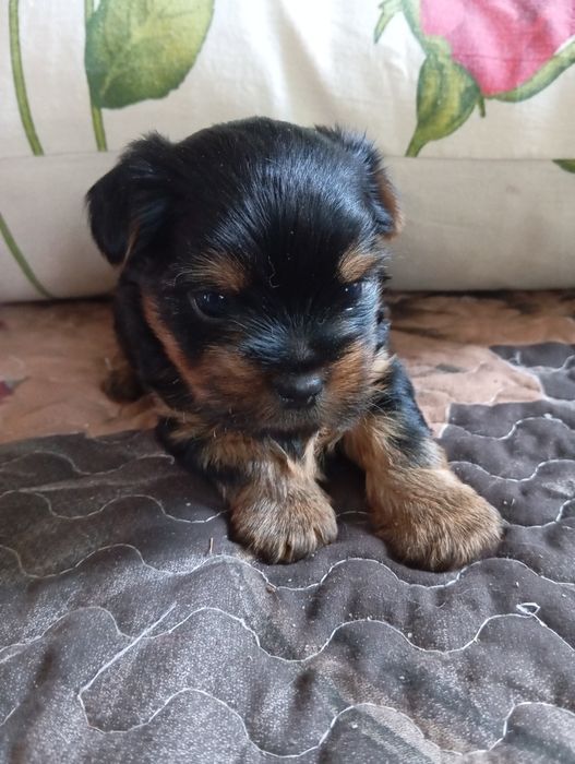 Чистокровні малюки йорчики