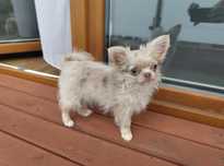 Śliczna suczka chihuahua blue merle