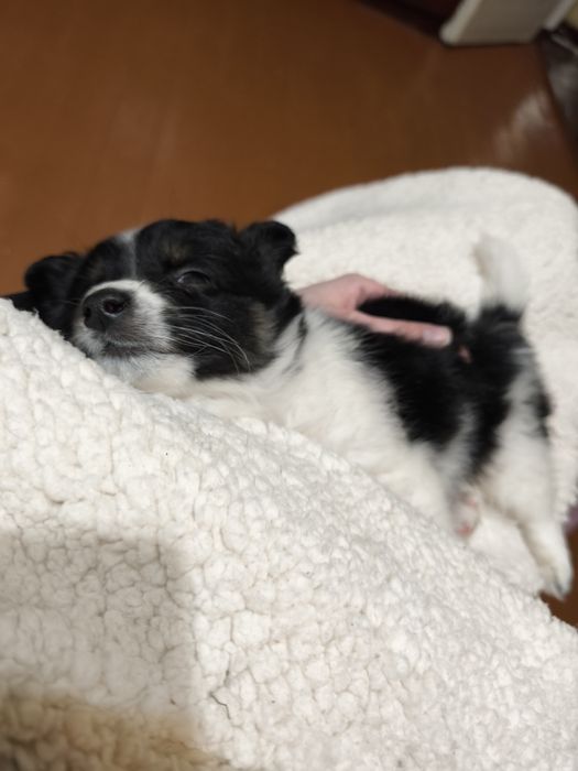 Отдам щенка в добрые руки