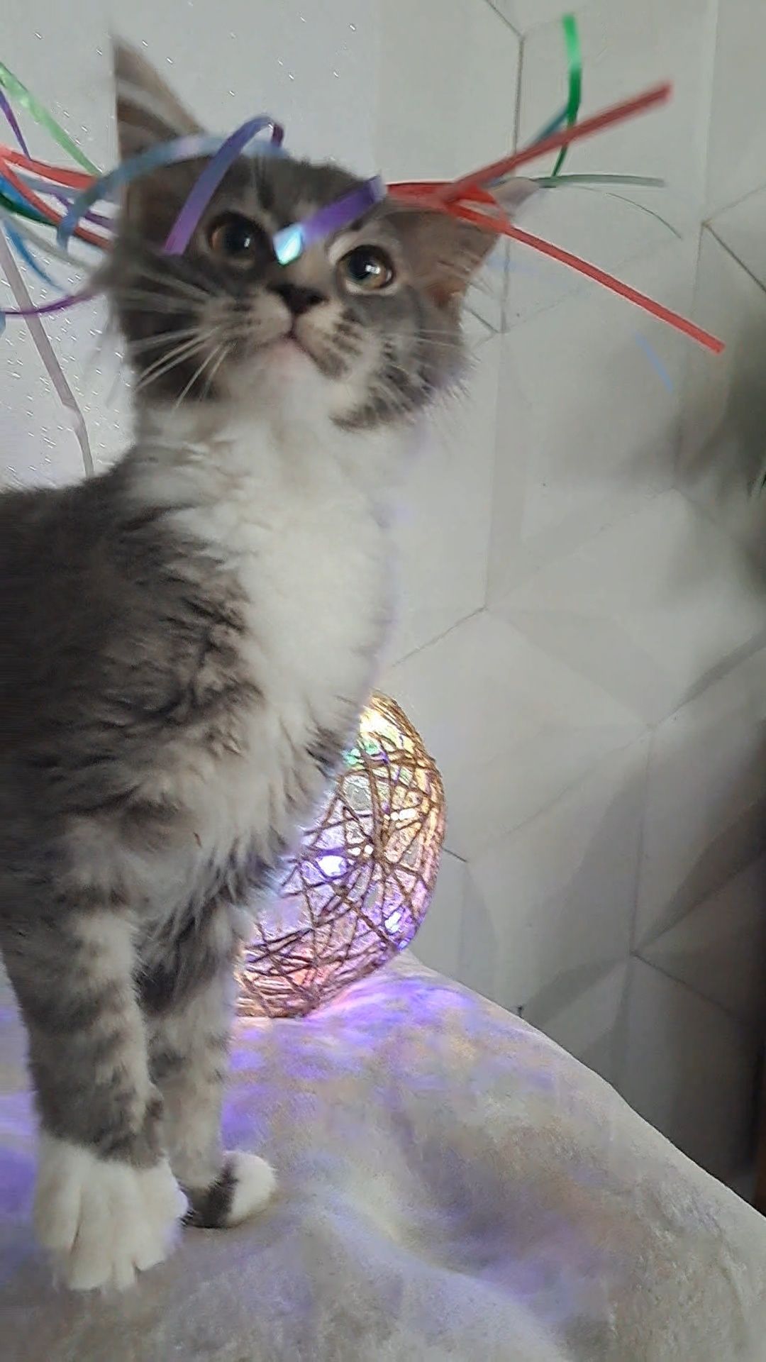 Kotka MaineCoon CIRI niebieska