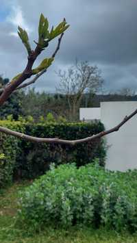 Terreno em Sintra