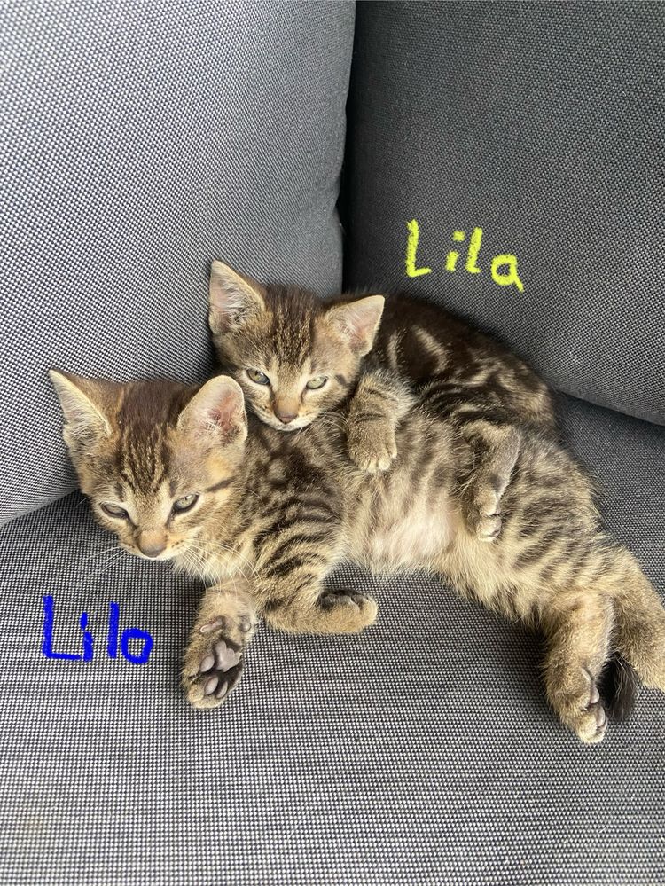 Kotek lilo szuka kochającego domu!