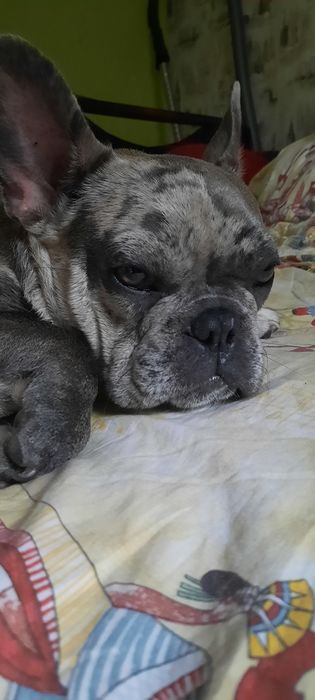 Француский бульдог вязка