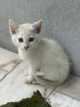 Dou 4 gatinhos, 3 brancos e 1 preto