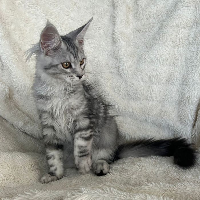 Alice , kotka Maine Coon linia Shaded