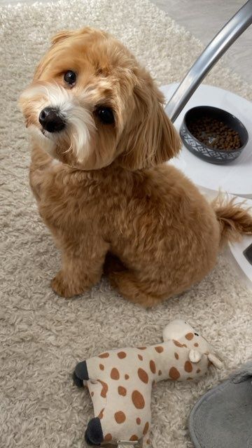 Maltipoo suczka pudel miniaturowy/maltańczyk