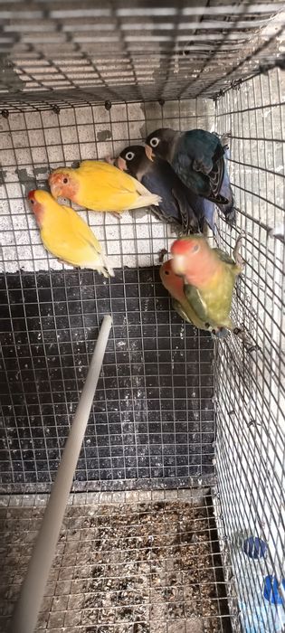 Agapórnis  Sexados 2025