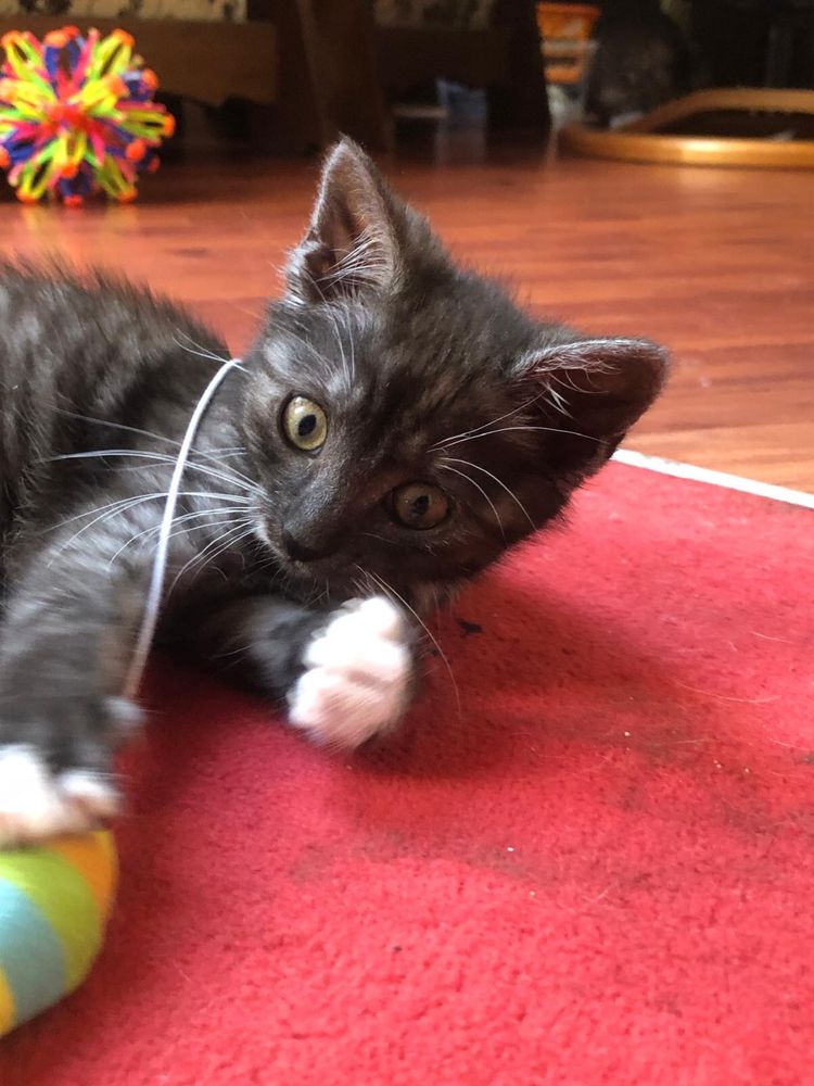 Dymna 9 tyg. kotka do adopcji