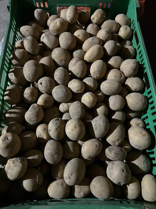 Ziemniaki jadalne Ekologiczne Gala