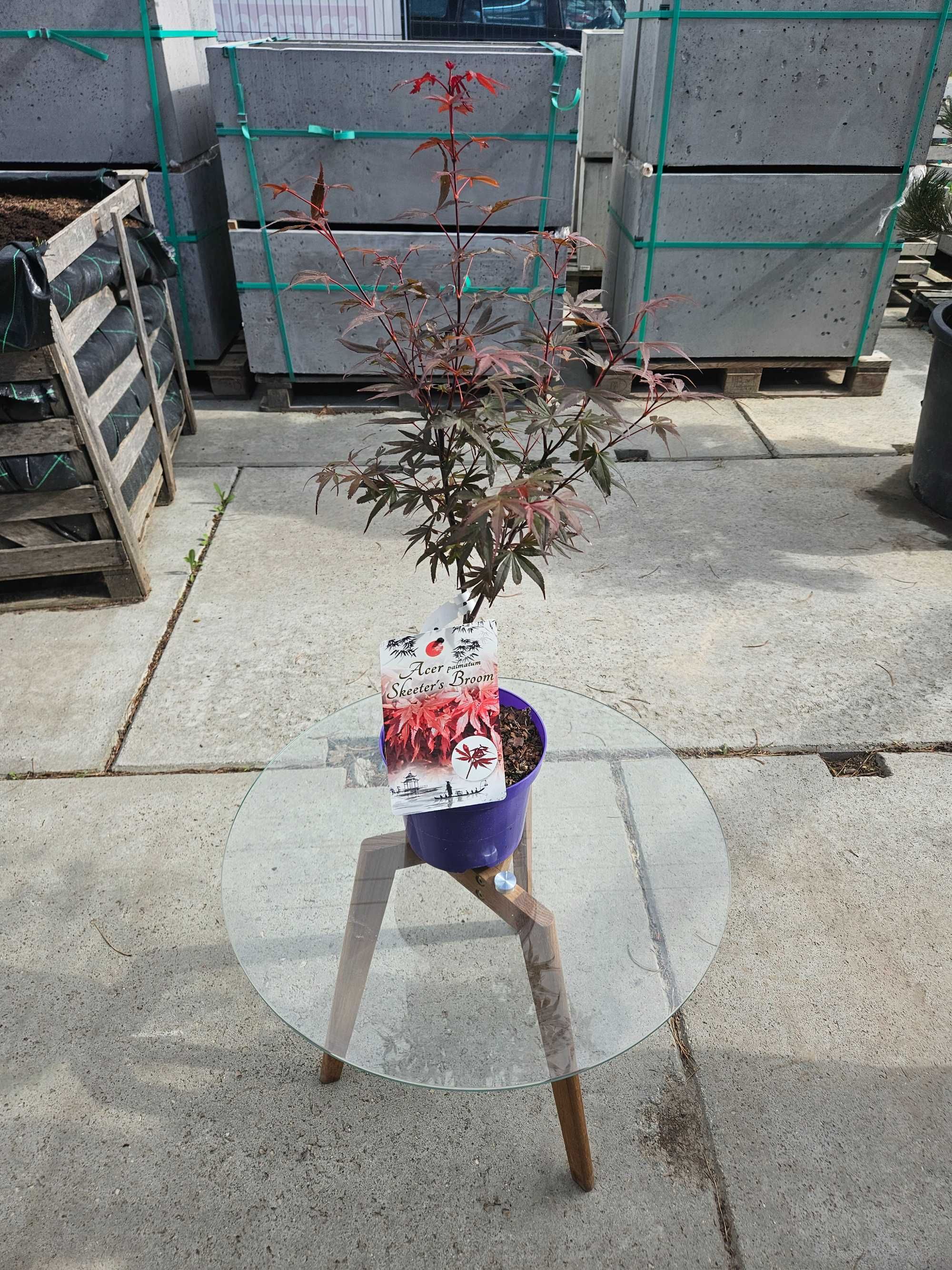 Klon palmowy 'Skeeter's Broom' (Acer palmatum 'Skeeter's Broom')