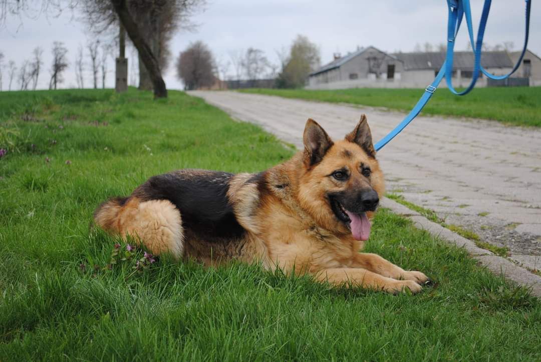 Suczka w typie owczarka