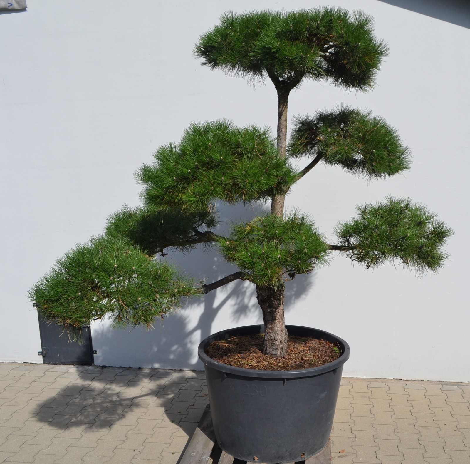 Sosna Czarna,Sosny Bonsai,Niwaki,Big Bonsai.Ogrody Japońskie