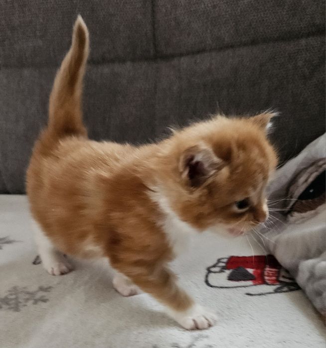 Rudy kawaler maine coon