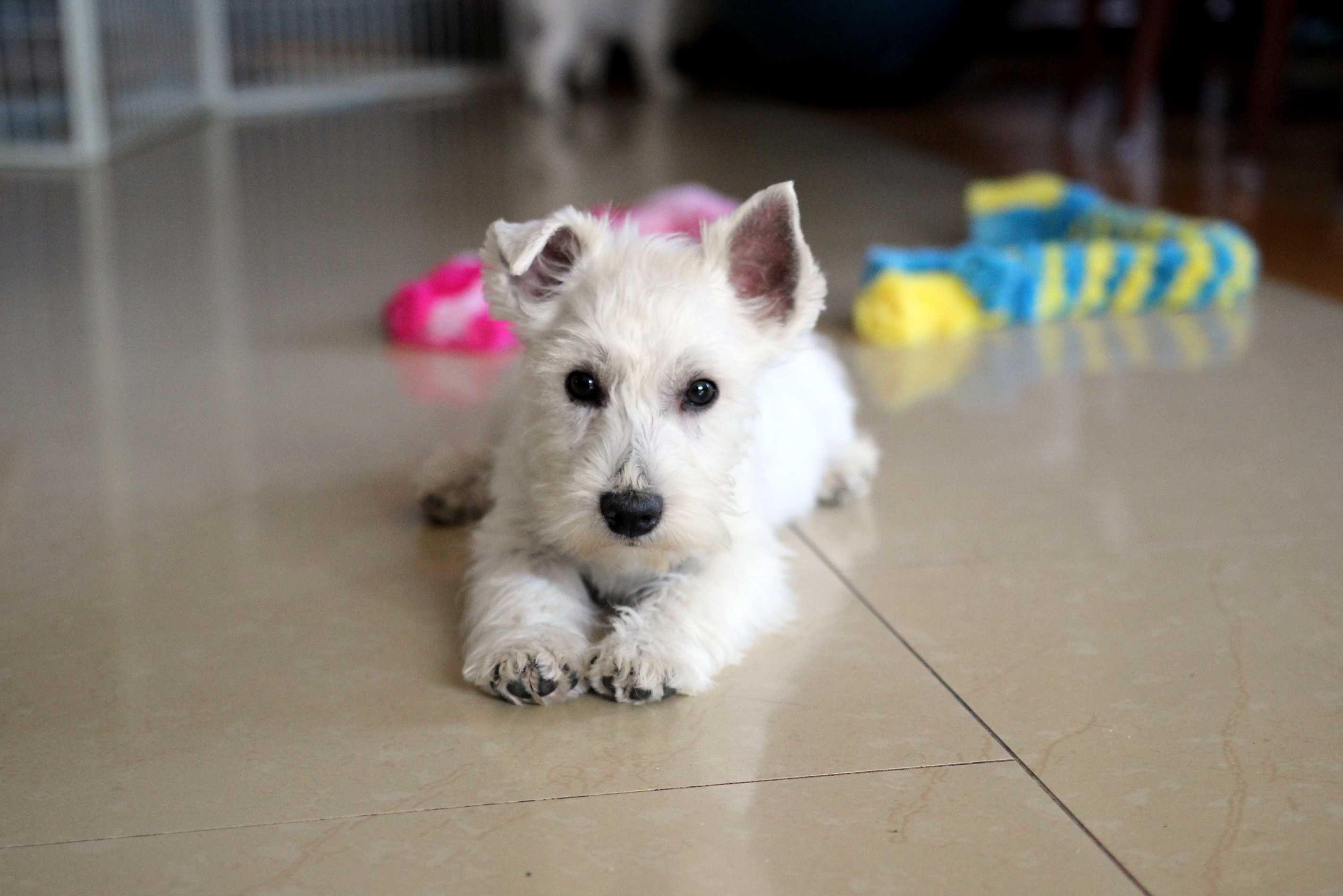 Pies West Highland White Terrier FCI/ZKwP