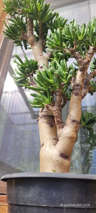 Hobbit crassula  grubosz mega okaz 65cm