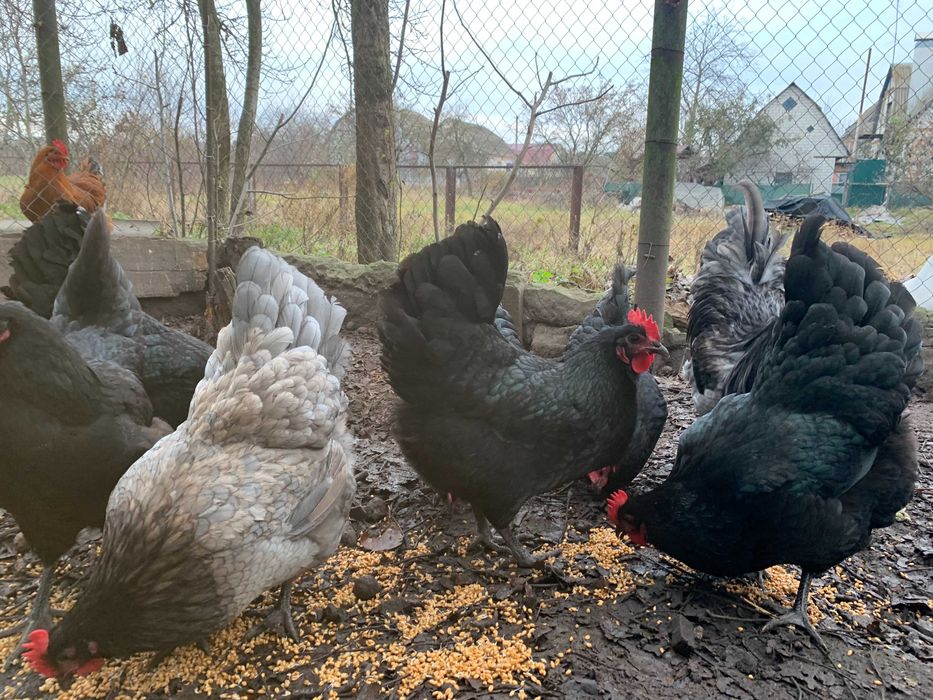 Австралорп блакитний, м"ясояєчна порода курей