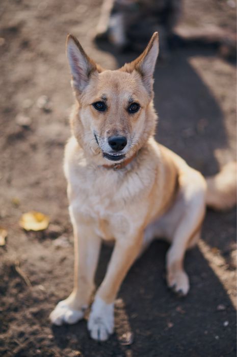 Песики в родину. Притулок