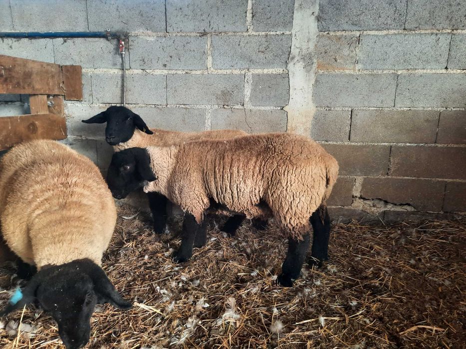 Borrego Suffolk com certificado