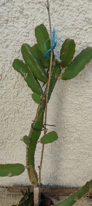 Mudas de Pitaya.