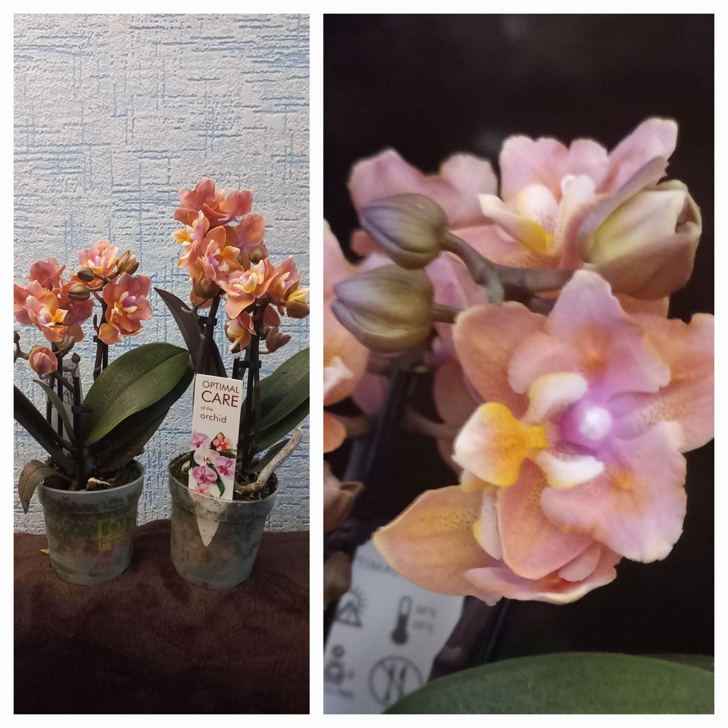 Орхидеи опт и розница