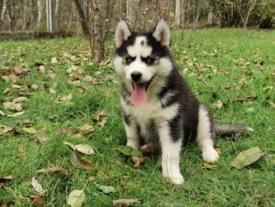 Syberian husky aktualne