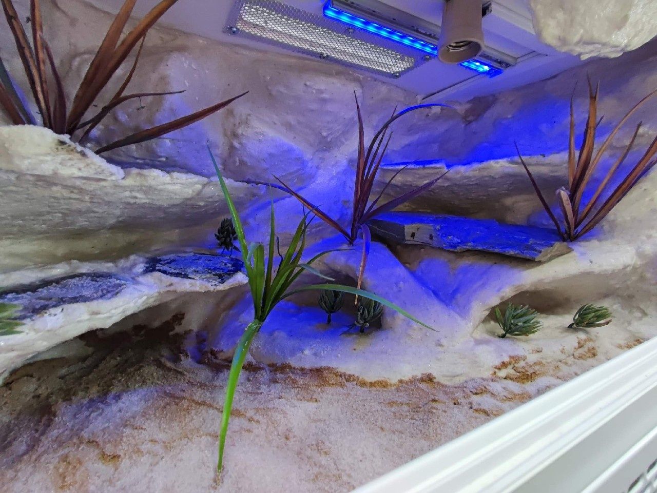 Terrarium gekon lamparci jaszczurka PETMARKET